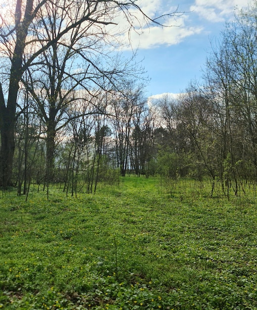 Eine grüne Wiese mit ein paar Bäumen im Hintergrund.