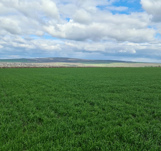 Eine grüne Wiese mit einem Berg im Hintergrund.