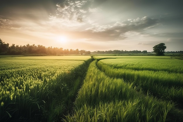 Eine grüne Wiese mit einem Sonnenuntergang im Hintergrund