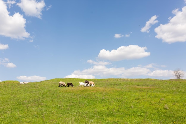 Foto eine grüne wiese mit schafen und einem blauen himmel