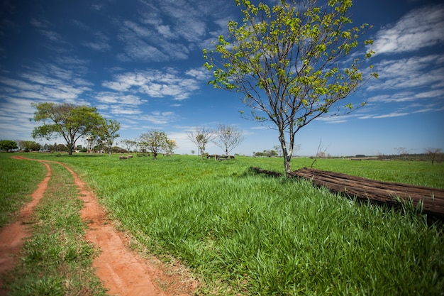 Eine grüne Wiese unter einem blauen Himmel. Ein Baum und ein Baumstamm neben einer unbefestigten Straße.