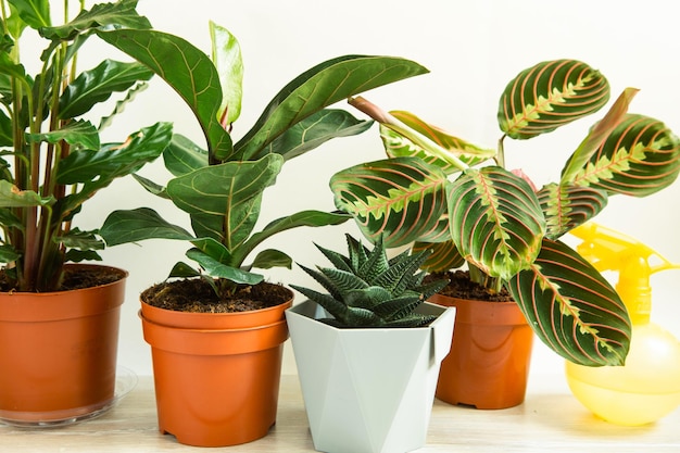 Eine Gruppe beliebter Topfpflanzen Calathea Maranta Marantaceae Haworthia Ficus lirata Benjamin Echeveria Wachsende Topfpflanzen grüne Wohnkultur Pflege und Anbau