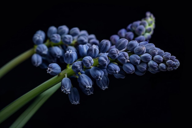 Eine Gruppe blauer Blüten mit grünen Stängeln