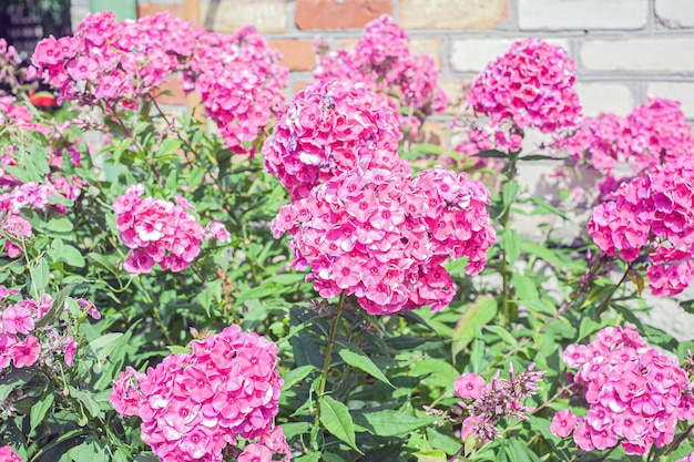 Eine Gruppe blühender Phlox Paniculata im Garten Der Paniculata-Phlox ist eine schöne und duftende mehrjährige Pflanze im Garten