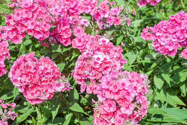 Eine Gruppe blühender Phlox Paniculata im Garten Der Paniculata-Phlox ist eine schöne und duftende mehrjährige Pflanze im Garten