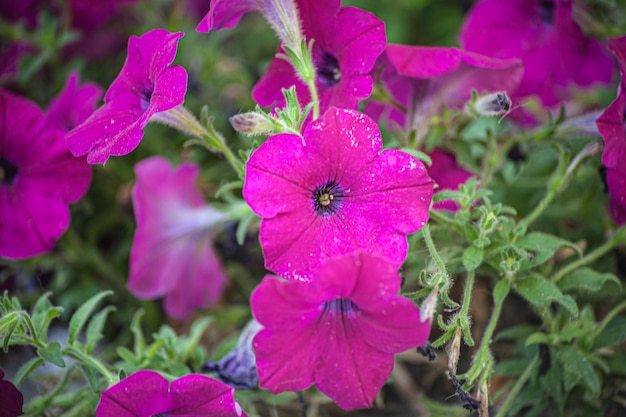 Eine Gruppe blühender Phlox Paniculata im Garten Der Paniculata-Phlox ist eine schöne und duftende mehrjährige Pflanze im Garten