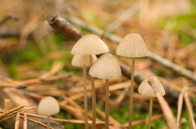 Eine Gruppe filigraner kleiner Pilze auf dem Waldboden in weichem Licht Makroaufnahme