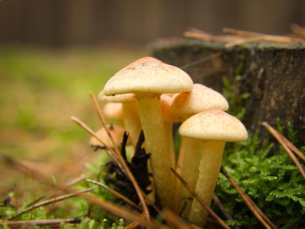 Eine Gruppe filigraner kleiner Pilze auf dem Waldboden in weichem Licht Makroaufnahme