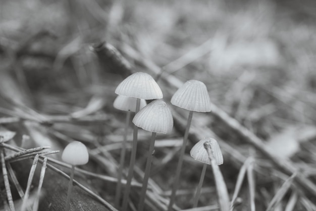 Eine Gruppe filigraner kleiner Pilze, die in Schwarzweiß auf dem Waldboden aufgenommen wurden