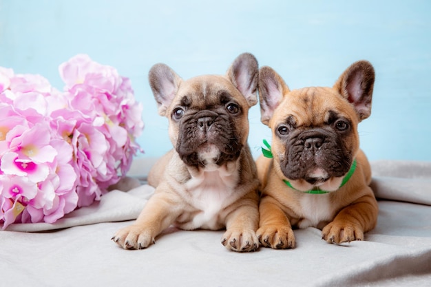 Eine Gruppe französischer Bulldoggenwelpen auf blauem Hintergrund mit Frühlingsblumen