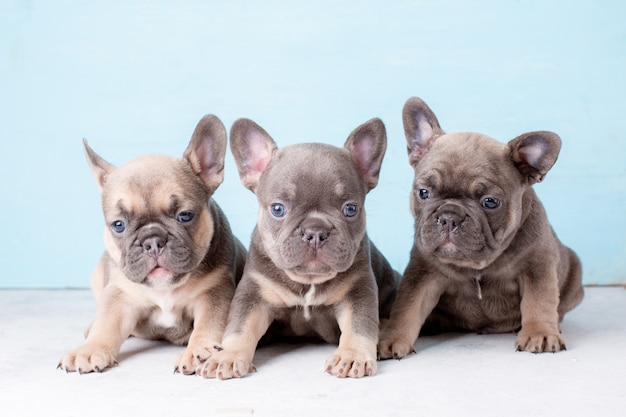 eine Gruppe französischer Bulldoggenwelpen auf blauem Hintergrund