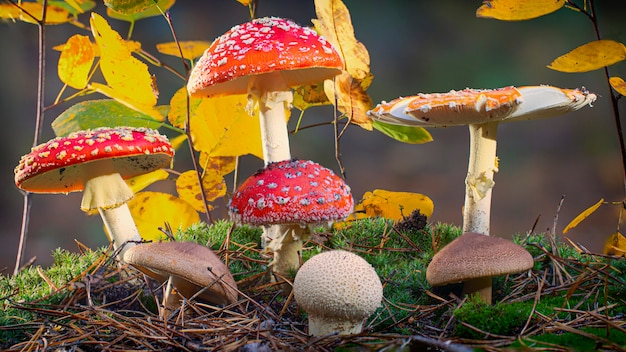 Eine Gruppe giftiger Pilze wächst im Laubwald.