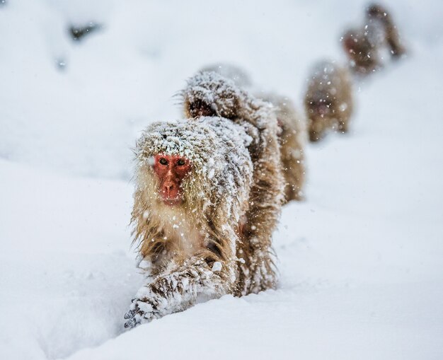 Eine Gruppe japanischer Makaken geht in die heiße Quelle im tiefen Schnee