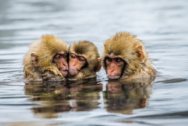 Eine Gruppe japanischer Makaken sitzt in einer heißen Quelle im Wasser. Japan. Nagano. Jigokudani Affenpark.