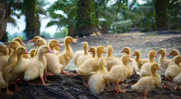 Eine Gruppe niedlicher wachsender Enten