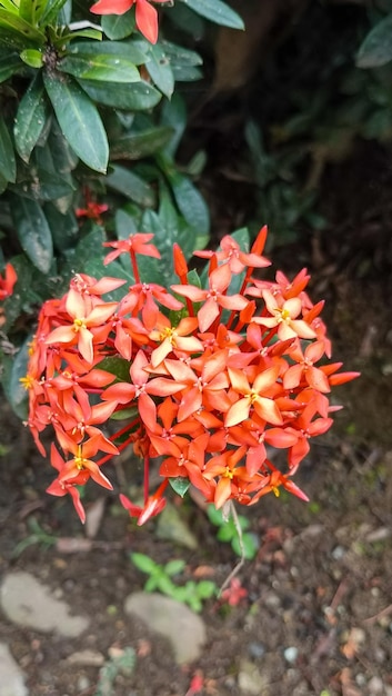 Eine Gruppe orangefarbener Blüten mit gelber Mitte und roten Blütenblättern.