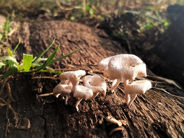 Eine Gruppe Pilze auf einem Baumstamm