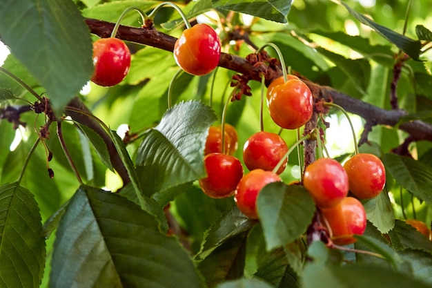 Eine Gruppe reifender Orangenkirschen im Baum Die Früchte hängen an einem Zweig eines Kirschbaums