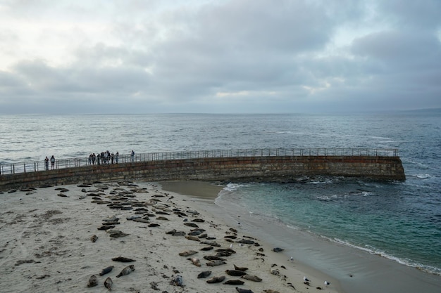 Eine Gruppe Robben ist am Strand versammelt und das Meer ist blau.