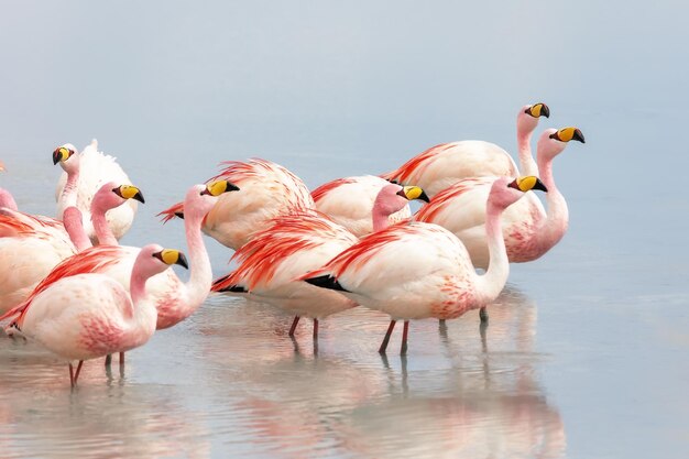 Eine Gruppe rosa Flamingos auf der Laguna Colorado in Bolivien