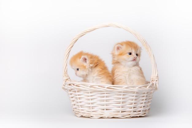 Eine Gruppe süßer, flauschiger Kätzchen in einem Korb auf weißem Hintergrund