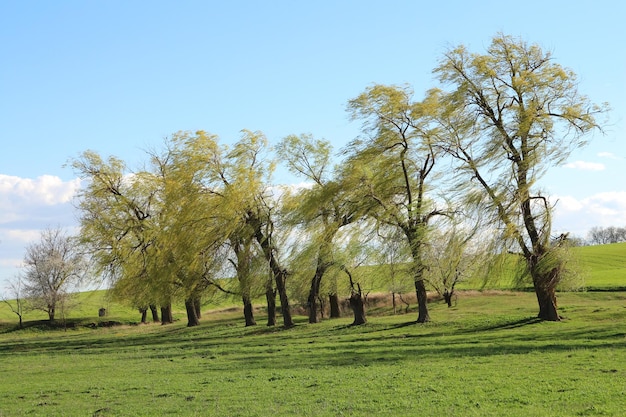 Eine Gruppe von Bäumen auf einem Feld