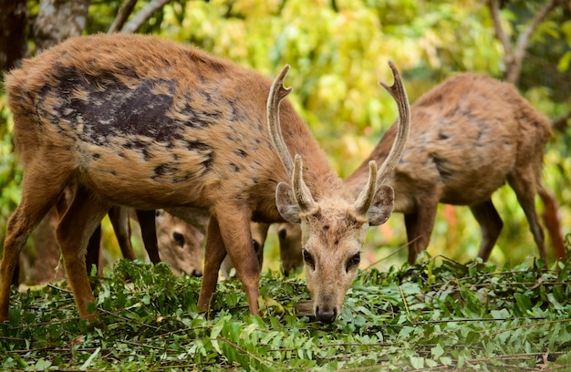 Eine Gruppe von Bawean Deer, die in der Natur im natürlichen Lebensraum suchen