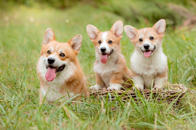 Eine gruppe von corgi-hunden auf einem spaziergang im sommer