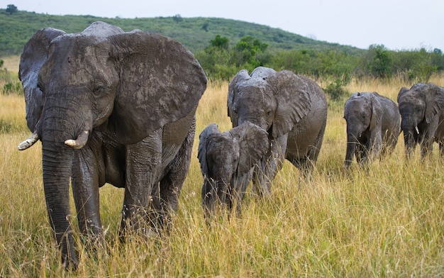 Eine Gruppe von Elefanten geht auf der Savanne spazieren.