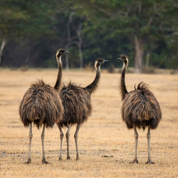 Eine Gruppe von Emu-Vögeln in der Wildnis