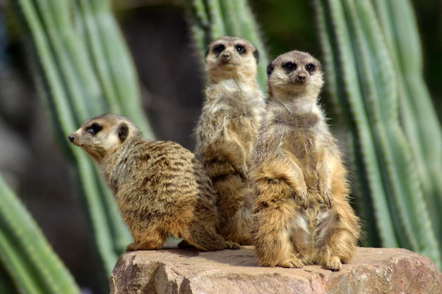 Eine Gruppe von Erdmännchen kletterte auf einen Felsen, um gegen Raubtiere wachsam zu sein