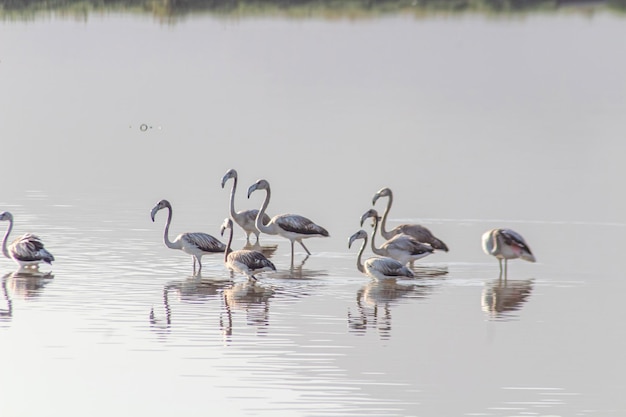 Eine Gruppe von Flamingos steht im Wasser Tunesien