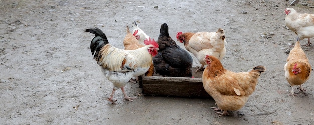 Eine Gruppe von Freilandhühnern, die draußen auf einer Farm essen