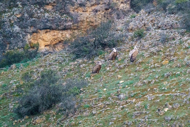 Eine Gruppe von Geiern sitzt auf dem Boden zwischen Büschen und Steinen