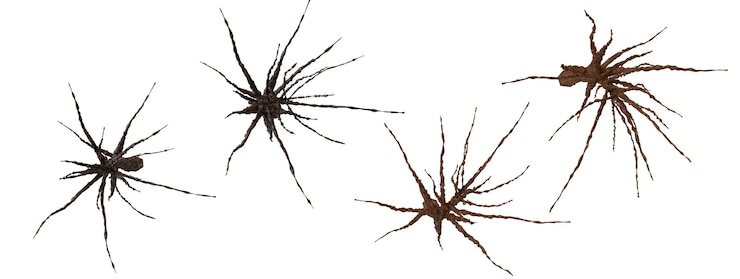 Foto eine gruppe von harvestman-spinnen auf schwarzem hintergrund