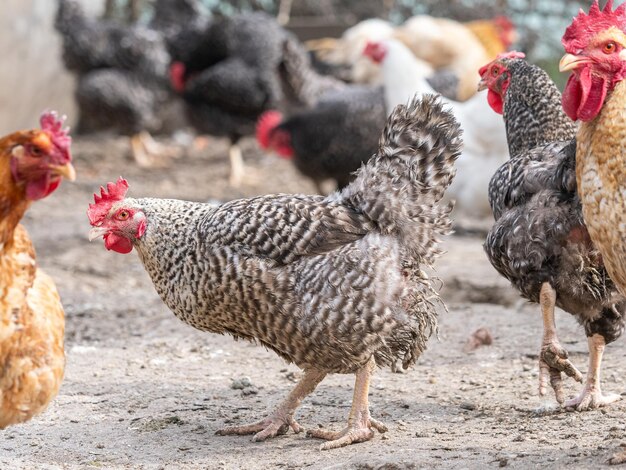 Foto eine gruppe von hühnern steht zusammen und einer hat einen roten schnabel