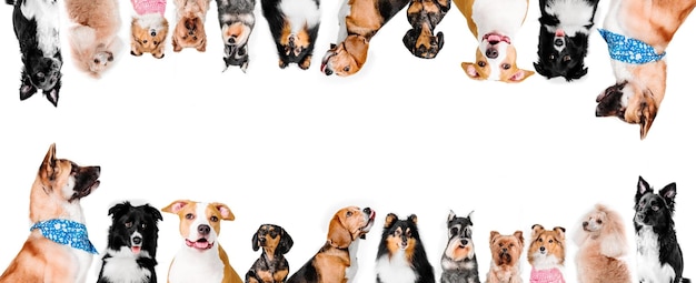 Eine Gruppe von Hunden in einer Reihe, von denen einer sein Gesicht zeigt.