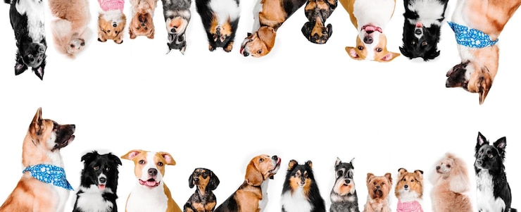 Foto eine gruppe von hunden in einer reihe, von denen einer sein gesicht zeigt.