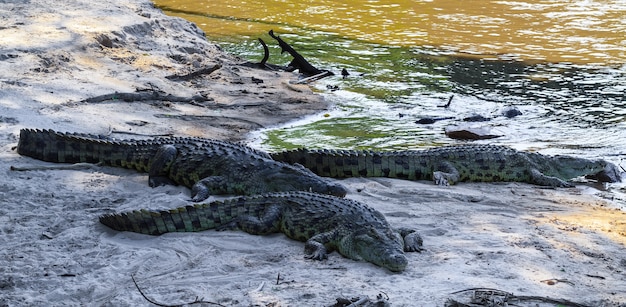 Eine Gruppe von Krokodilen am Ufer des Flusses Grumeti. Afrika