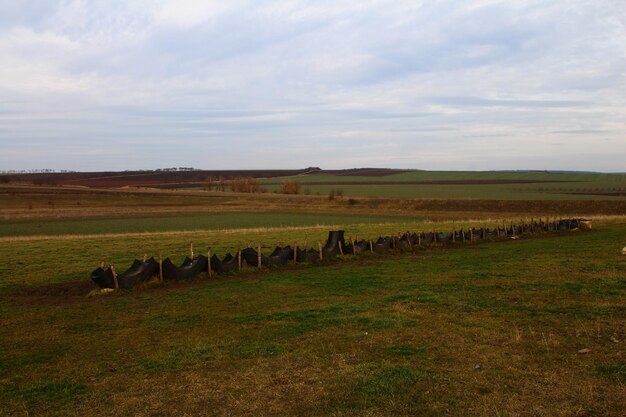 Eine Gruppe von Kühen auf einem Feld