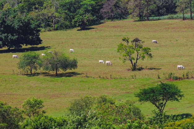 Eine Gruppe von Kühen, die auf der grünen Wiese stehen und aufpassen Panorama von Kühen, die auf einer Wiese mit Gras grasen, und im Hintergrund der Sonnenaufgang