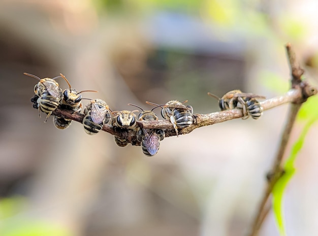 Eine Gruppe von Lipotriches-Schweißbienen, die auf einem Ast ruhen