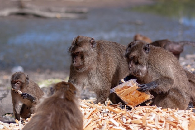 Eine Gruppe von Makaken-Affen isst Brotkrusten aus einem großen Haufen auf dem Boden. Ein Affe hält eine geschlossene Plastiktüte mit Brot in seiner Pfote. Selektiver Fokus, unscharfer Hintergrund, Seitenansicht