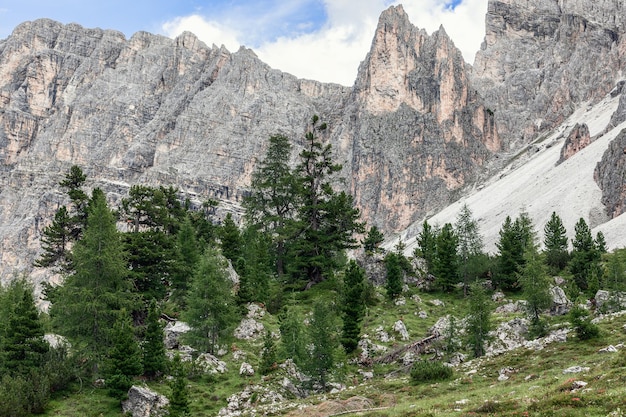 Eine Gruppe von Nadelbäumen in der italienischen Dolomitenschlucht im Naturpark Puez-Geisler