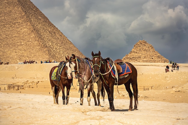 Eine Gruppe von Pferden ist in der Nähe der ägyptischen Pyramiden