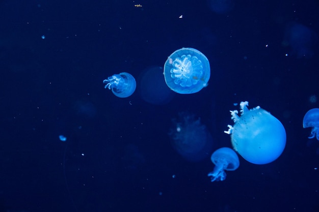 Eine Gruppe von Quallen, die im Aquarium schwimmen, wird im Dunkeln blau beleuchtet