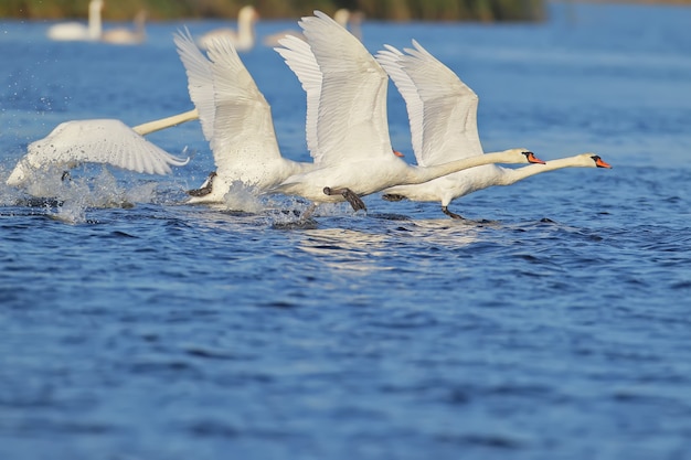 Eine Gruppe von Schwänen rennt zum Start auf dem Wasser.