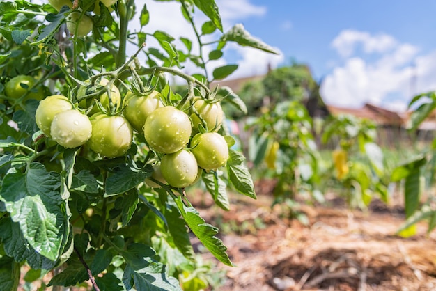 Eine Gruppe von unreifen grünen Tomaten, die im Sommer wachsen. Gemüse in einem Bio-Gemüsegarten