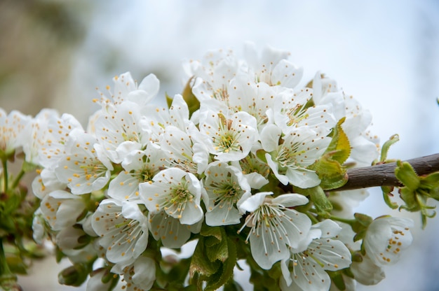 Eine Gruppe von weißen Kirschblüten