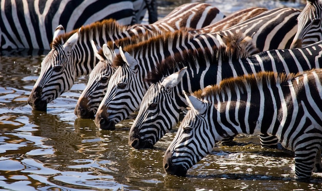 Eine Gruppe von Zebras trinkt Wasser aus dem Fluss. Kenia. Tansania. Nationalpark. Serengeti. Maasai Mara.